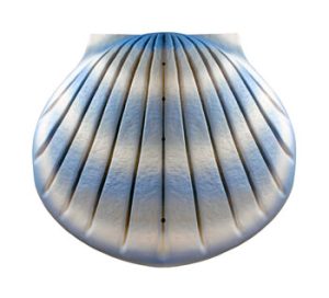 Aqua Shell Urn